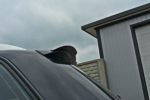 Becquet Pour Audi S4 / A4 S-Line B7 Avant – Image 2